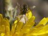 226552 – Photo : Florian ALONSO – France (69)
